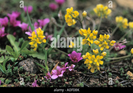 Group of Alpine plants Purple Saxifrage Saxifraga oppositifolia and Yellow Whitlowgrass Draba aizoides Alps Switzerland Stock Photo