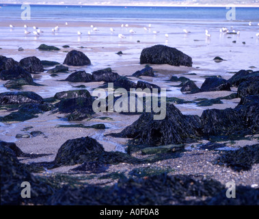 Gulls on the seashore, Cornwall, UK Stock Photo - Alamy