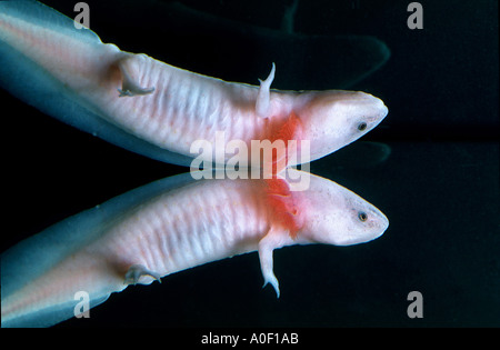 mexican axolotl albino on water surface Ambystoma mexicanum SIREDON MEXICANUM AMBYSTOMATIDAE newt mole salamander neotenic i Stock Photo