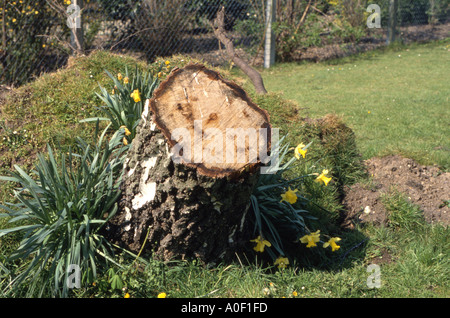 Tree trunk with daffodils west London UK Stock Photo