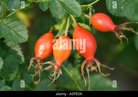 sweet briar rose hips are orange Rosa rubiginosa Stock Photo