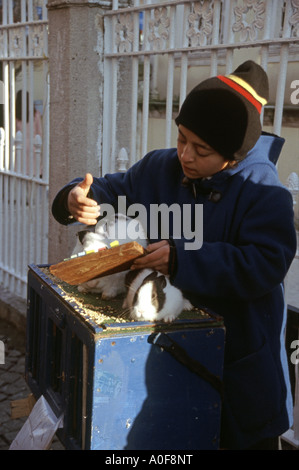 Fortune telling rabbits Istanbul Turkey Stock Photo - Alamy