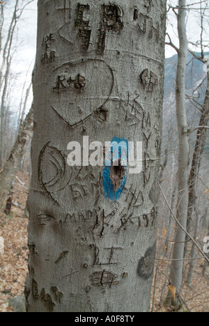 initials carved on a tree on the side of a hiking trail, forerst,nature,trees,destroy,damage Stock Photo