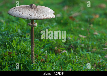 [Parasol Mushroom] [Macrolepiota procera], large edible fungus growing wild on green grass field, 'close up', England, UK Stock Photo