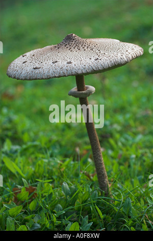 [Parasol Mushroom] [Macrolepiota procera], large edible fungus growing wild on green grass field, 'close up', England, UK Stock Photo