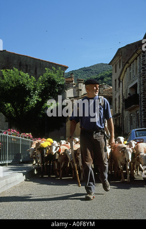 Shepherd leading sheep across the bridge of the village of Valleraugue in the Cevennes, Occitania, France Stock Photo