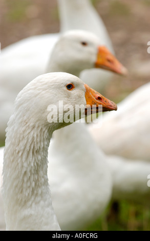 Free range geese outdoors on a farm at Richards Castle near Ludlow Shropshire England UK Stock Photo