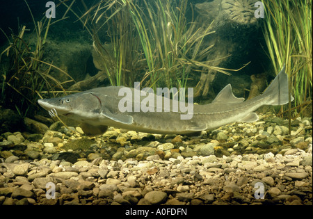 Adriatic sturgeon (Acipenser naccarii), swimming over pebbles, Italy Stock Photo