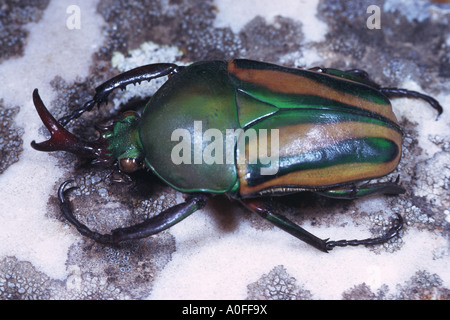 flamboyant flower beetle (Eudicella gralli), male Stock Photo