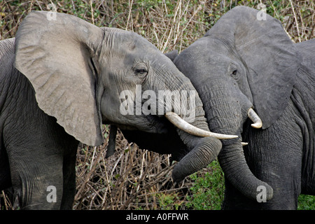 Two Bull elephants carress, Selous Game Reserve, World Heritage Site, Tanzania Stock Photo