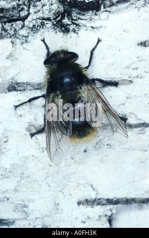 warble fly (Cephenemyia stimulator, Hypoderma stimulator), larva Stock ...