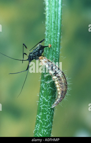 common green lacewing (Chrysoperla carnea, Chrysopa carnea, Anisochrysa carnea), larva feeding greenfly Stock Photo