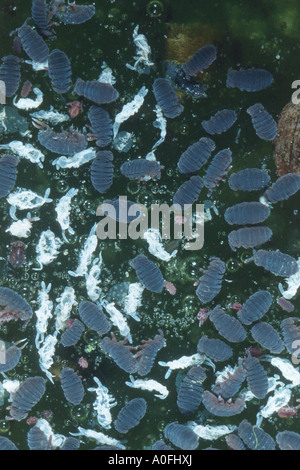 common black freshwater springtail (Podura aquatica), with exuviae common black freshwater springtail (Podura aquatica), with exuviae
