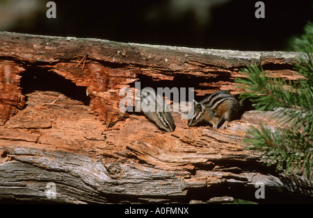 Siberian and western American chipmunks (Eutamias spec.), in a rotten trunk, USA, Wyoming, Yellowstone NP Stock Photo