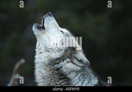 timber wolf (Canis lupus lycaon), howling, USA, Wyoming, Yellowstone NP Stock Photo