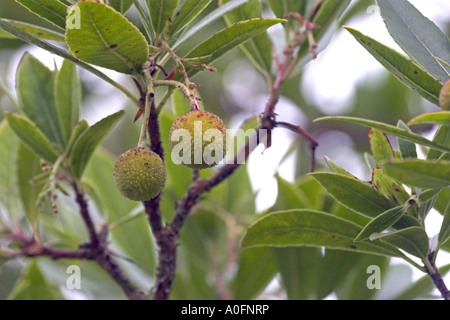 killarney strawberry tree (Arbutus unedo), unripe fruits Stock Photo