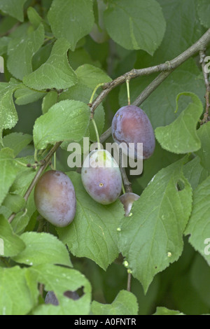 European plum (Prunus domestica), fruits, plums Stock Photo