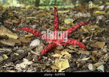 devil's fingers, devil's claw fungus, giant stink horn, octopus stinkhorn (Anthurus archeri, Clathrus archeri), Germany Stock Photo