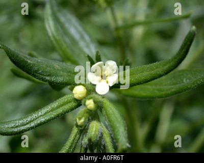 common gromwell, pearl gromwell, European gromwell (Lithospermum officinale), flower Stock Photo