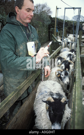 Robert Helliwell farmer at Upper Booth Farm Edale in the Peak district ...