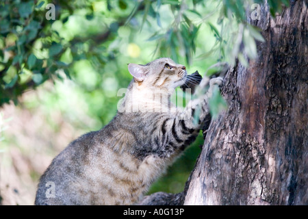 Tabby cat using an olive tree as a scratching post Tabby cat using an olive tree as a scratching post feline pet domestic animal Stock Photo