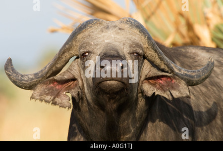 Cape Buffalo Syncerus caffer Stock Photo