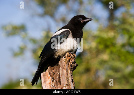 Magpie Pica pica Young bird on tree stump potton bedefordshire Stock Photo