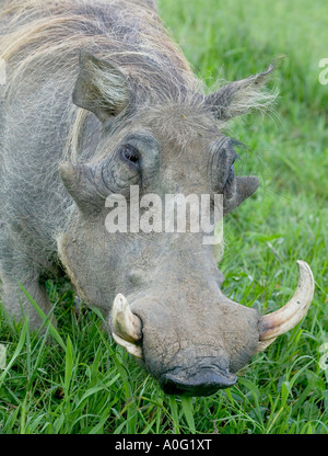 wild boar pig tusks Uganda wildlife Stock Photo - Alamy