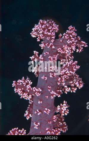 Prickley Alcyonariun Coral (Dendronephthya sp) in the Southern Red Sea, Egypt Stock Photo