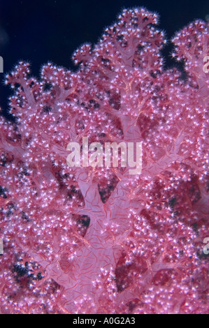 Prickley Alcyonariun Coral (Dendronephthya sp) in the Southern Red Sea, Egypt Stock Photo