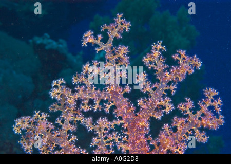 Prickley Alcyonariun Coral (Dendronephthya sp) in the Southern Red Sea, Egypt Stock Photo