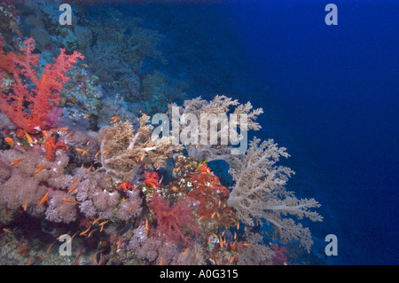 Soft Corals, Southern Red Sea, Egypt Stock Photo