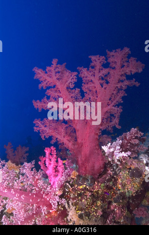 Prickley Alcyonariun Coral (Dendronephthya sp) in the Southern Red Sea, Egypt Stock Photo