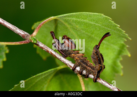 Lobster moth (Stauropus fagi) Larva Stock Photo