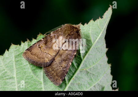 Brown rustic moth (Rusina ferruginea) head on. British insect in the ...