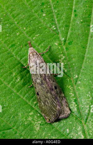 Bee Moth Aphomia sociella Stock Photo