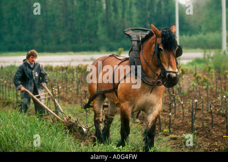 Man with plough horse ploughing fields in vineyards in rural France Stock Photo