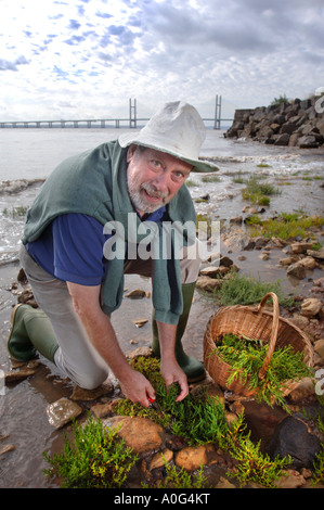 FORAGING EXPERT RAOUL VAN DEN BROUCKE COLLECTING SAMPHIRE ON THE BANKS OF THE RIVER SEVERN Stock Photo
