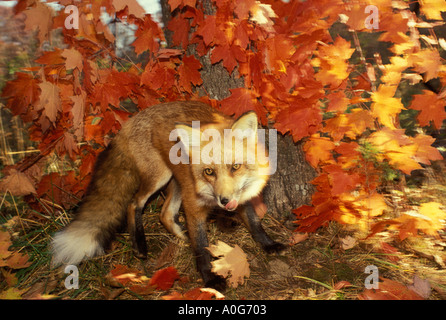 Red fox (Vulpes fulva) by autumn maple leaved tree, backlit Stock Photo
