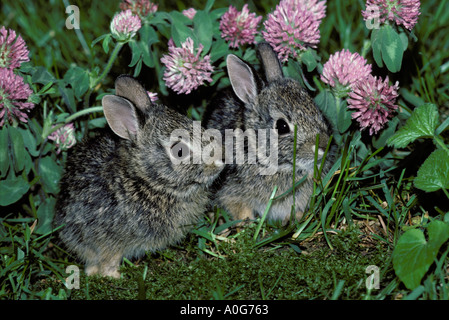 two baby cottontail rabbits in clover at the edge of a garden, midwest USA Stock Photo