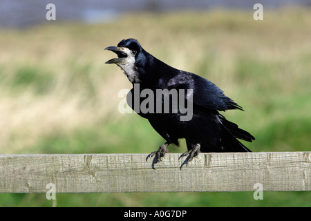 Rook Corvus frugilegus, calling from fence Stock Photo