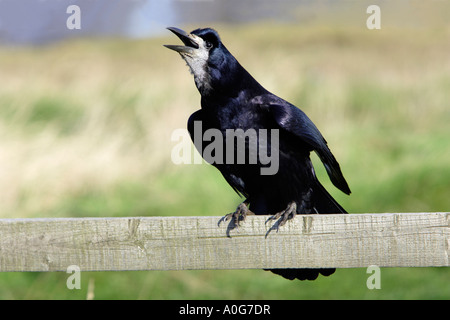 Rook Corvus frugilegus, calling from fence Stock Photo