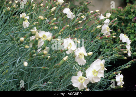 Dianthus Musgrave's Pink, carnation Stock Photo