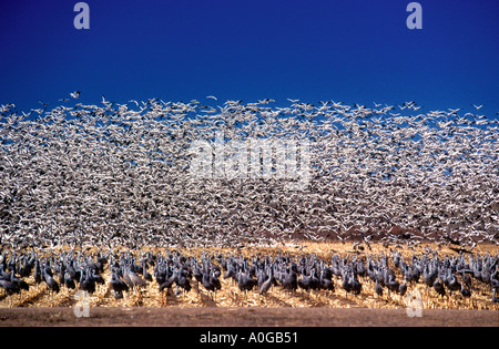 Thousands of snow geese take off over sandhill cranes Bosque del Apache refuge south of Albuquerque New Mexico USA Stock Photo