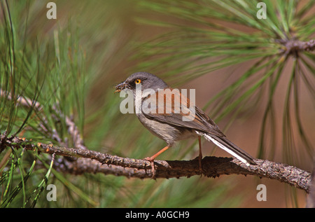 Yellow-eyed Junco Perching in Pine Tree Stock Photo