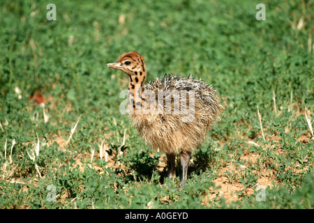 Cute Baby Ostrich In The Karoo Region Of South Africa Rsa Stock