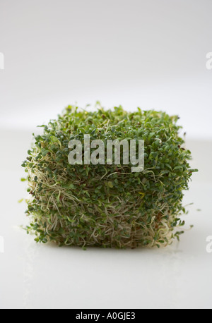Cube of sprouts Stock Photo