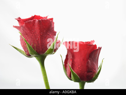 Two red roses Stock Photo