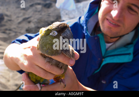 Dr Juan Masello demonstrates how to handle burrowing parrot to prevent injuries research Balneario El Condor Argentina Stock Photo