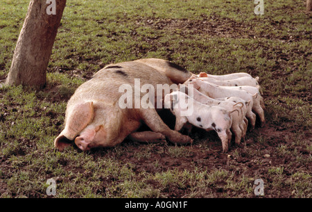 GLOUCESTER OLD SPOT PIG / SOW AND PIGLETS FREE RANGE IN ORCHARD Stock Photo